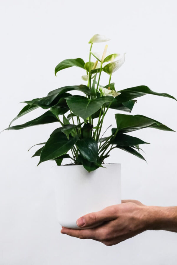 Golden Pothos Pole - 图片 2